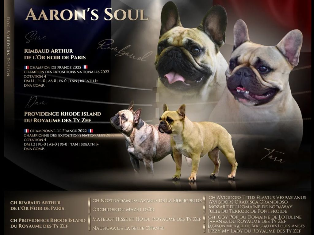 chiot Bouledogue français Aaron's Soul