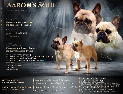 Aaron's Soul - Bouledogue français - Portée née le 02/05/2024