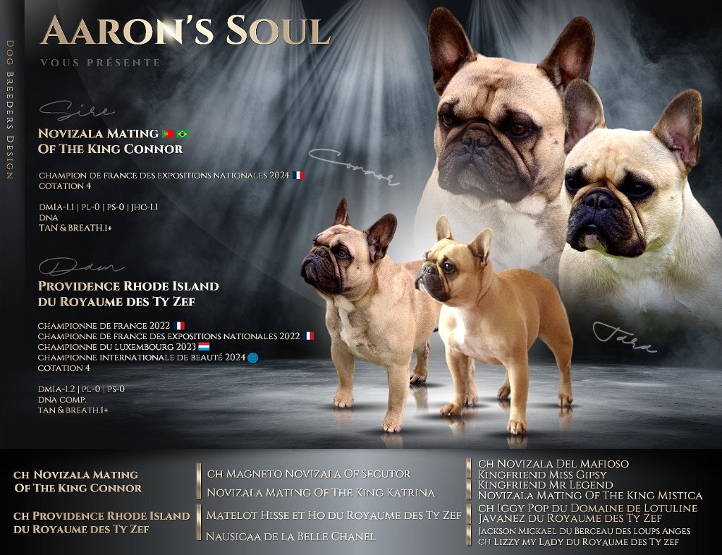 chiot Bouledogue français Aaron's Soul